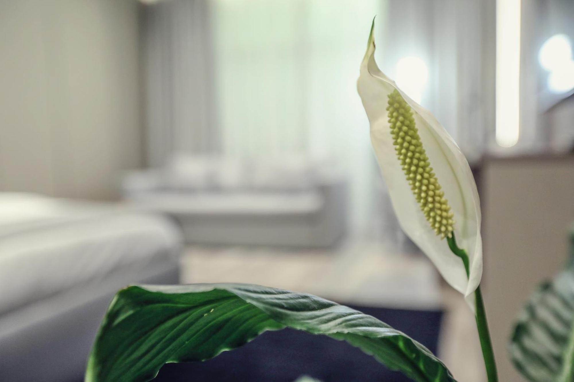 Hotel Dirista Shkodër エクステリア 写真